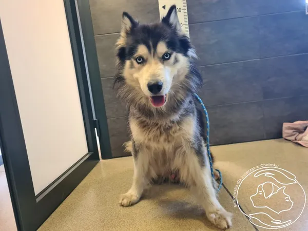 Znaleziono psa, Chełmek, 19 sierpnia 2025