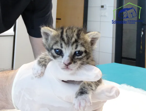 Znaleziono kota, Szczecin, 18 sierpnia 2025