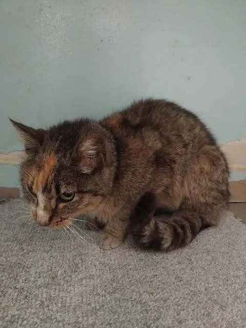 Znaleziono kota, Grudziądz, 19 sierpnia 2025