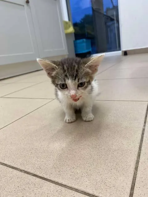 Znaleziono kota, Grudziądz, 19 sierpnia 2025