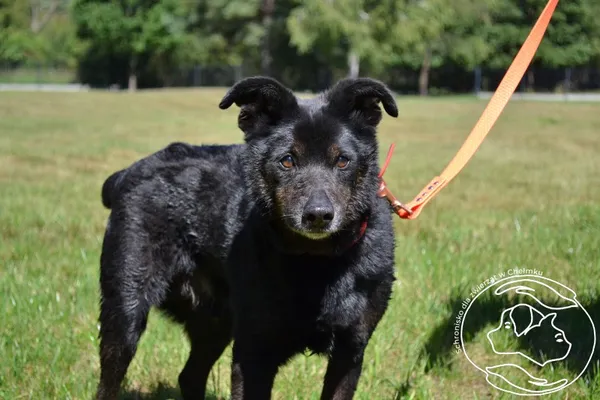 Pies do adopcji, Chełmek, 22 sierpnia 2022