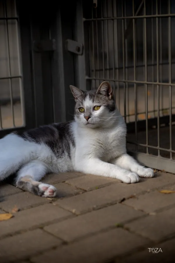 Kot do adopcji, Częstochowa, 6 maja 2025 (1/5)