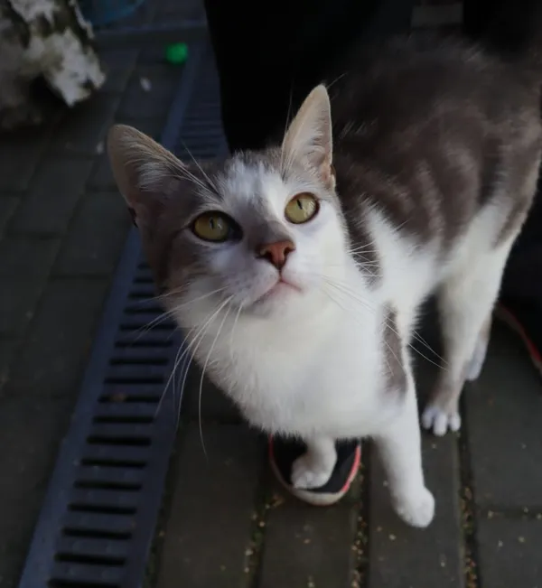 Kot do adopcji, Częstochowa, 6 maja 2025 (3/5)