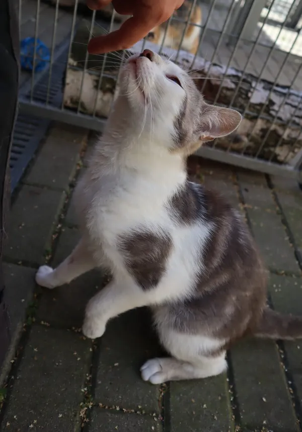 Kot do adopcji, Częstochowa, 6 maja 2025 (4/5)