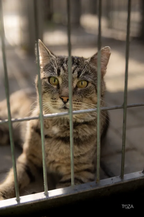 Kot do adopcji, Częstochowa, 7 maja 2025 (2/5)