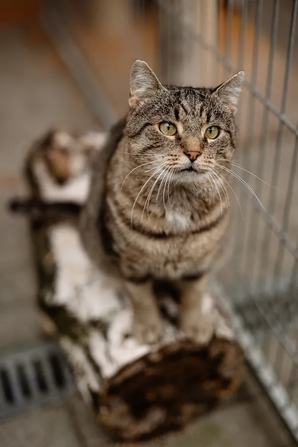 Kot do adopcji, Częstochowa, 7 maja 2025 (4/5)