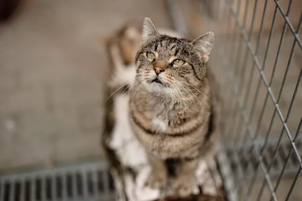 Kot do adopcji, Częstochowa, 7 maja 2025 (5/5)