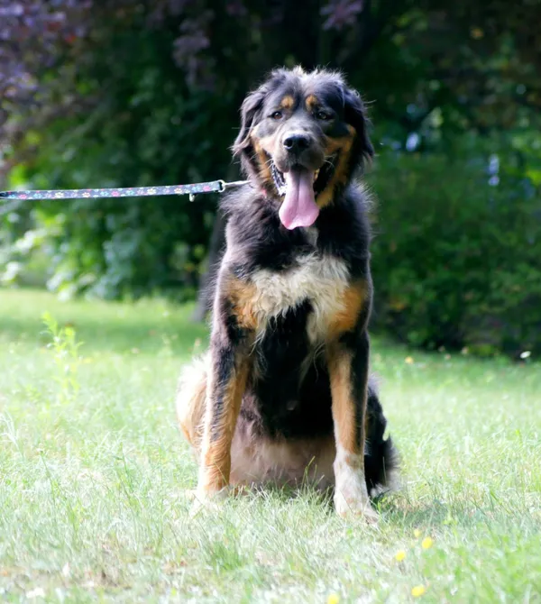 Pies do adopcji, Konin, 15 lipca 2025 (1/3)