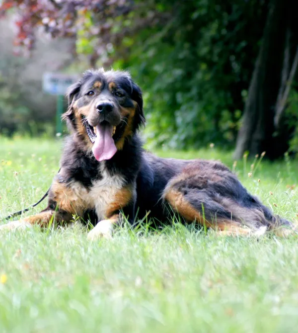 Pies do adopcji, Konin, 15 lipca 2025 (3/3)