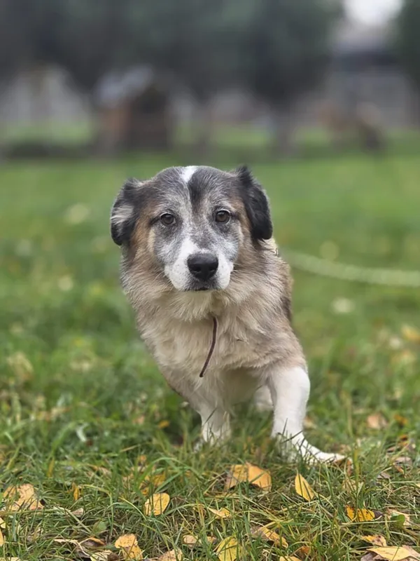 Pies do adopcji, Zgierz, 20 sierpnia 2025 (5/5)