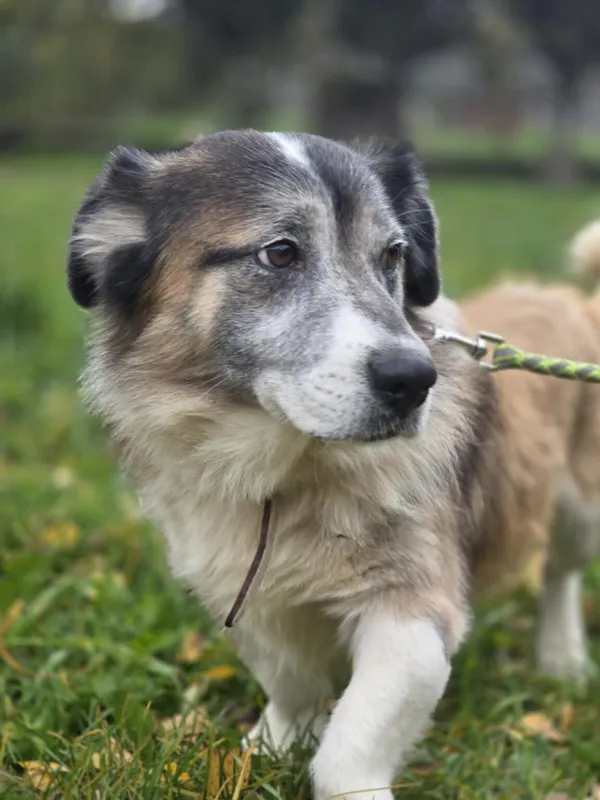 Pies do adopcji, Zgierz, 20 sierpnia 2025 (3/5)