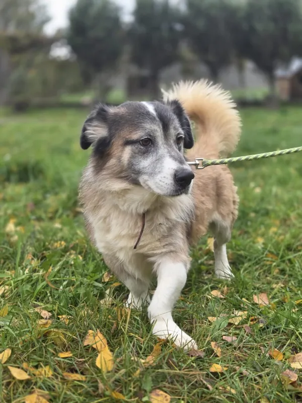 Pies do adopcji, Zgierz, 20 sierpnia 2025 (1/5)