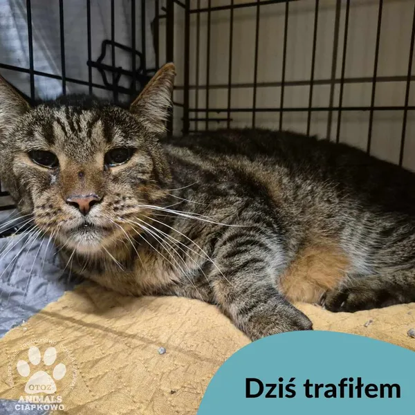 Znaleziono kota, Gdynia, 18 sierpnia 2025