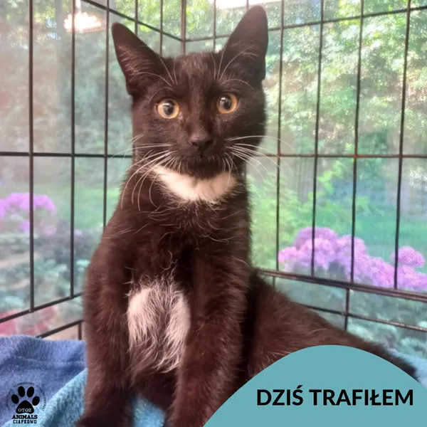 Znaleziono kota, Gdynia, 16 sierpnia 2025