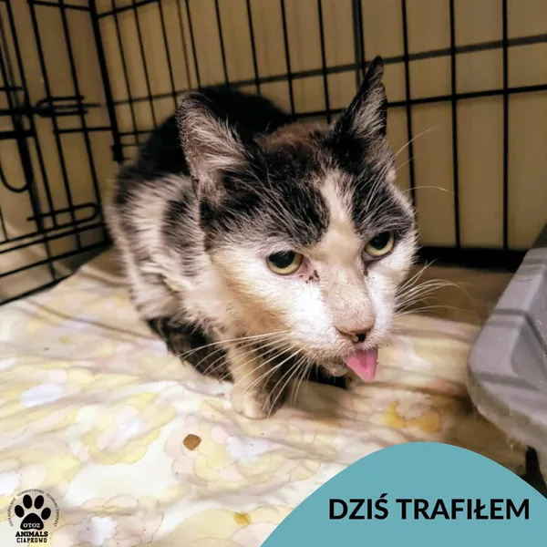 Znaleziono kota, Gdynia, 11 sierpnia 2025