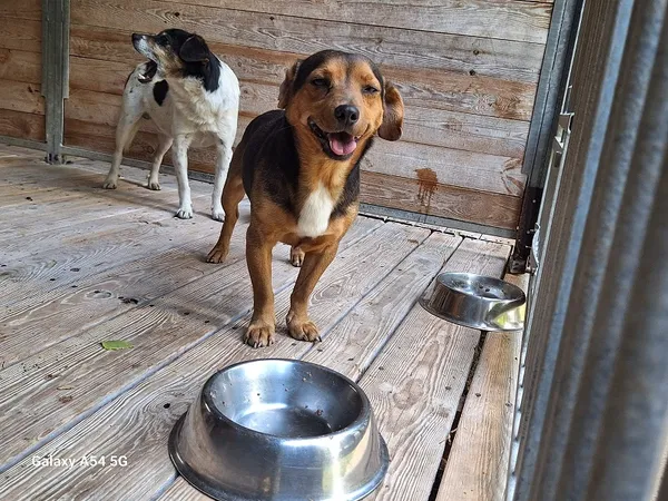 Pies do adopcji, Orzechowce, 20 sierpnia 2025 (1/5)