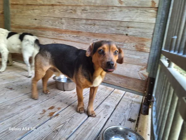 Pies do adopcji, Orzechowce, 20 sierpnia 2025 (2/5)