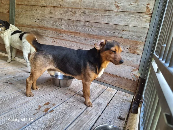 Pies do adopcji, Orzechowce, 20 sierpnia 2025 (3/5)