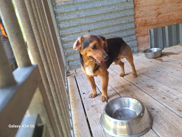 Pies do adopcji, Orzechowce, 20 sierpnia 2025 (4/5)