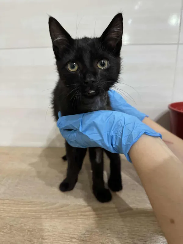 Znaleziono kota, Czartki, 20 sierpnia 2025