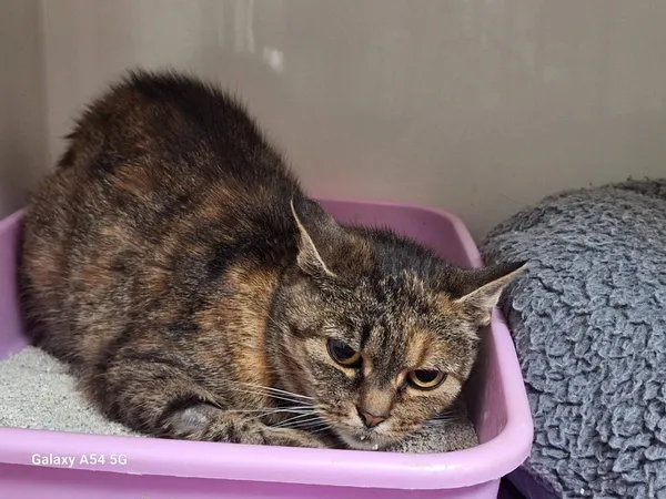 Kot do adopcji, Orzechowce, 19 sierpnia 2025 (1/3)