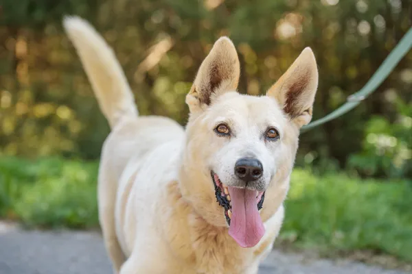 Pies do adopcji, Nowodwór, 18 sierpnia 2025 (1/5)