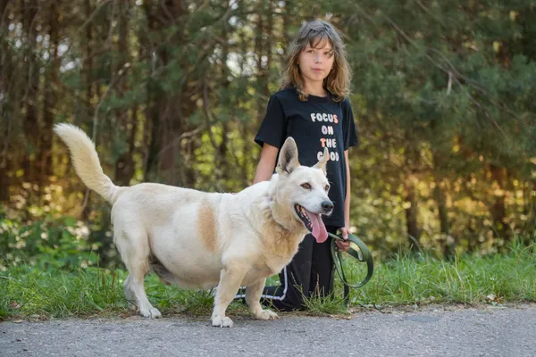 Pies do adopcji, Nowodwór, 18 sierpnia 2025 (2/5)