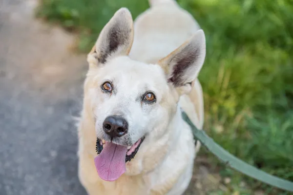 Pies do adopcji, Nowodwór, 18 sierpnia 2025 (3/5)