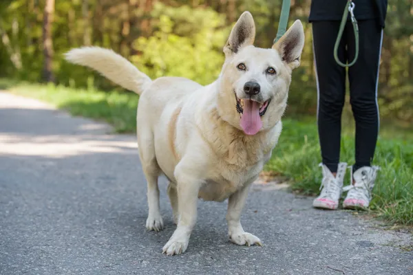 Pies do adopcji, Nowodwór, 18 sierpnia 2025 (4/5)