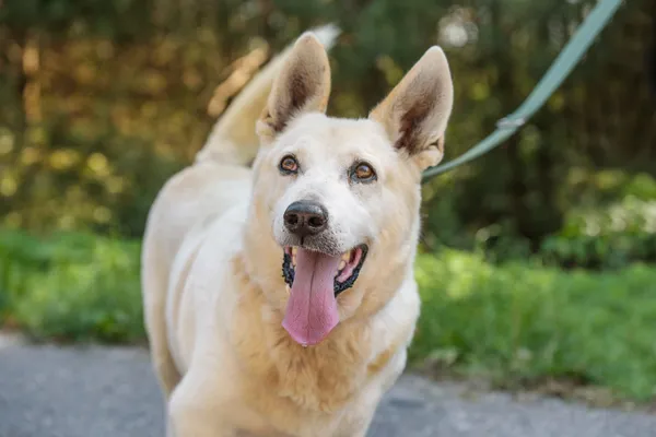 Pies do adopcji, Nowodwór, 18 sierpnia 2025 (5/5)