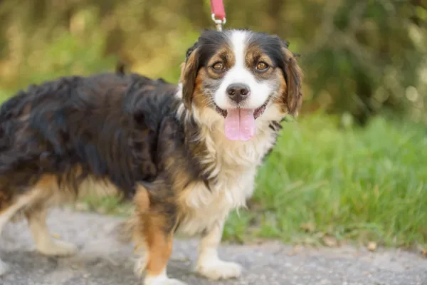 Pies do adopcji, Nowodwór, 18 sierpnia 2025 (1/5)