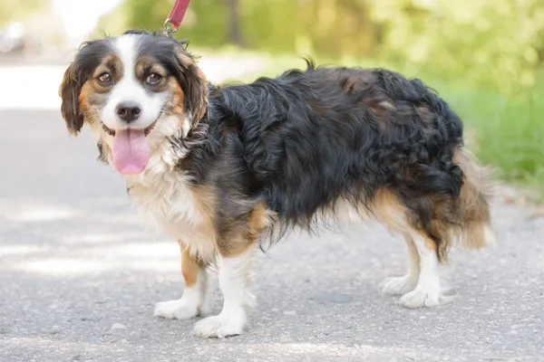 Pies do adopcji, Nowodwór, 18 sierpnia 2025 (2/5)