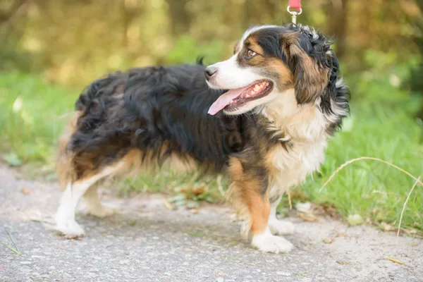 Pies do adopcji, Nowodwór, 18 sierpnia 2025 (3/5)