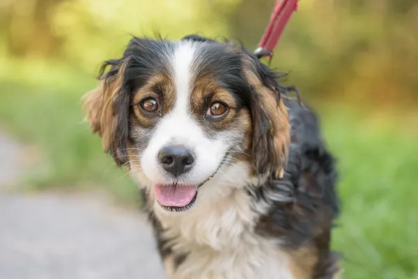 Pies do adopcji, Nowodwór, 18 sierpnia 2025 (4/5)