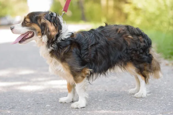 Pies do adopcji, Nowodwór, 18 sierpnia 2025 (5/5)