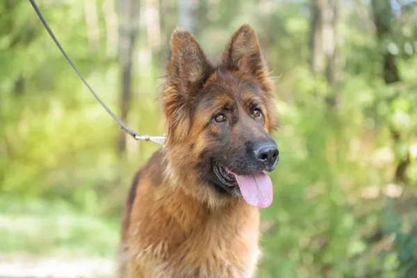 Pies do adopcji, Nowodwór, 18 sierpnia 2025 (3/5)