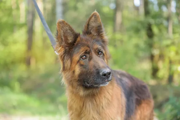 Pies do adopcji, Nowodwór, 18 sierpnia 2025 (5/5)