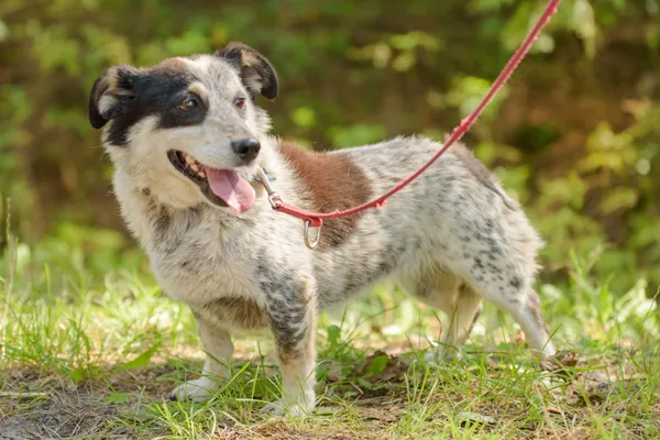 Pies do adopcji, Nowodwór, 18 sierpnia 2025 (1/5)