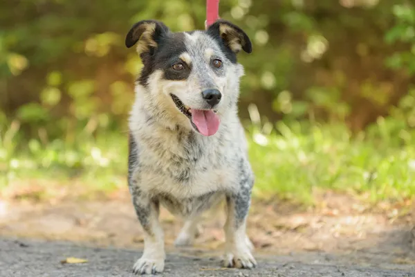 Pies do adopcji, Nowodwór, 18 sierpnia 2025 (2/5)