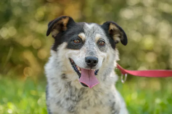 Pies do adopcji, Nowodwór, 18 sierpnia 2025 (3/5)