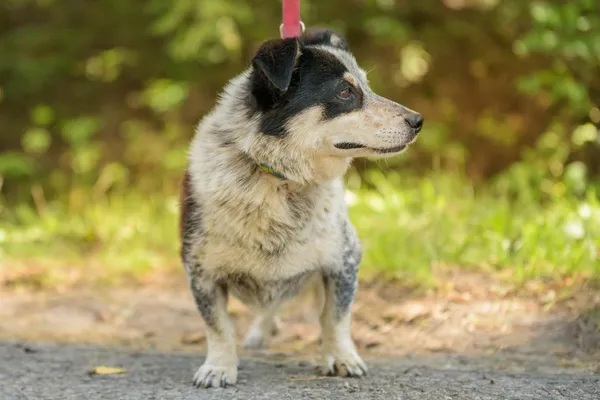 Pies do adopcji, Nowodwór, 18 sierpnia 2025 (4/5)