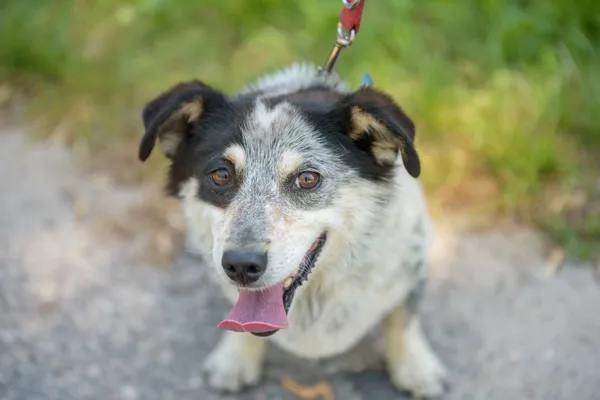 Pies do adopcji, Nowodwór, 18 sierpnia 2025 (5/5)