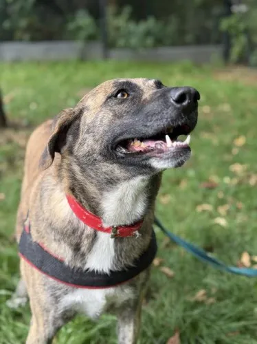 Pies do adopcji, Kraków, 5 sierpnia 2025 (1/5)