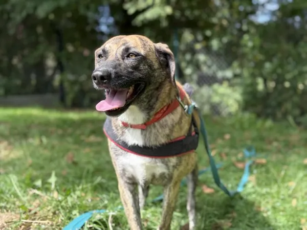 Pies do adopcji, Kraków, 5 sierpnia 2025 (2/5)