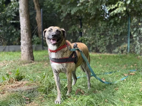 Pies do adopcji, Kraków, 5 sierpnia 2025 (3/5)