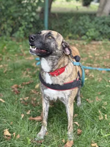 Pies do adopcji, Kraków, 5 sierpnia 2025 (4/5)