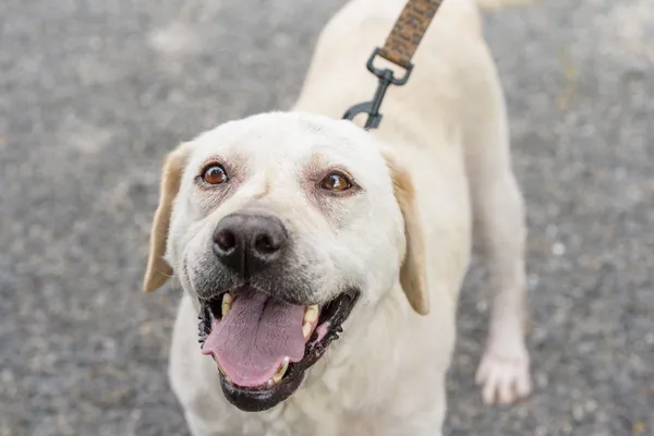 Pies do adopcji, Nowodwór, 18 sierpnia 2025 (1/5)