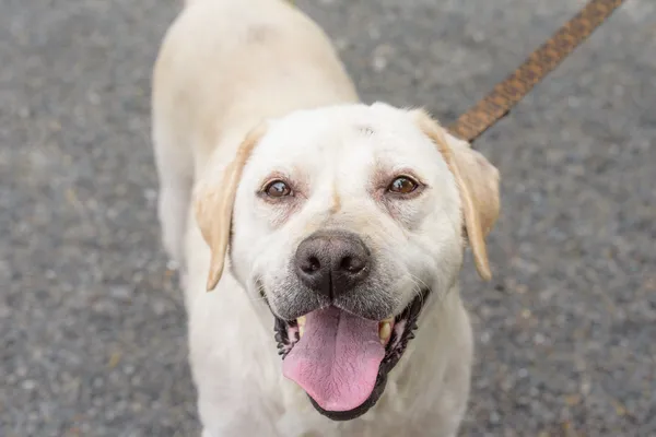 Pies do adopcji, Nowodwór, 18 sierpnia 2025 (2/5)