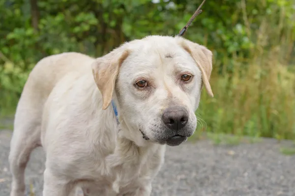 Pies do adopcji, Nowodwór, 18 sierpnia 2025 (3/5)