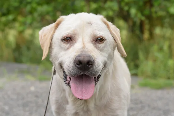 Pies do adopcji, Nowodwór, 18 sierpnia 2025 (4/5)